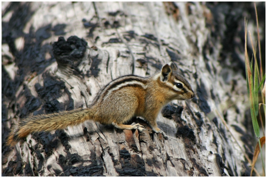 01 - Grand teton NP (08).jpg